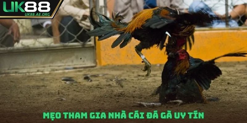 Mẹo tham gia nhà cái đá gà uy tín